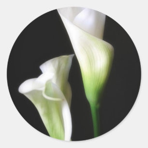 Calla Lily 2 Runt Klistermärke