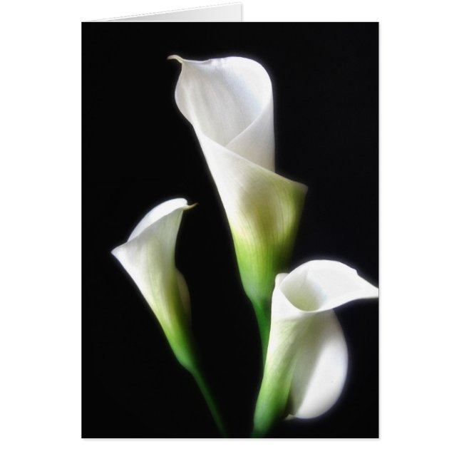Calla Lily 3 Hälsningskort (Framsidan)
