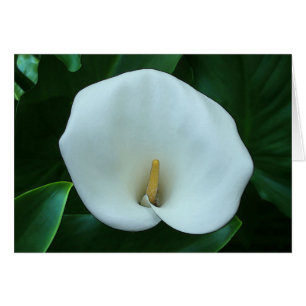 Calla Lily - 5 x 7-tums bildkort Hälsningskort
