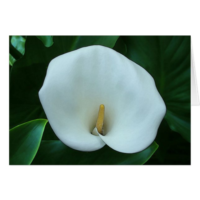 Calla Lily - 5 x 7-tums bildkort Hälsningskort (Framsidan Horizontal)