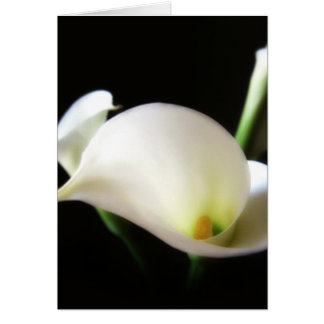 Calla Lily 7 Hälsningskort