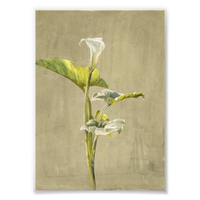 Calla Lily av Fidelia Bridges Fototryck (Framsidan)