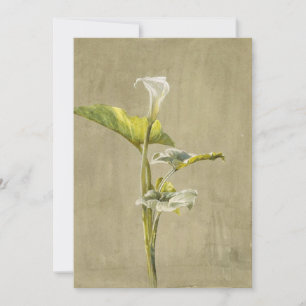 Calla Lily av Fidelia Bridges Inbjudningar
