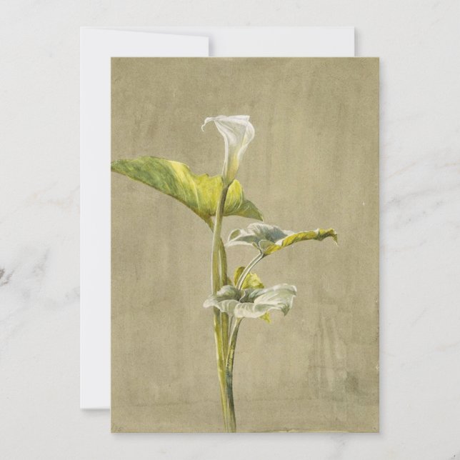 Calla Lily av Fidelia Bridges Inbjudningar (Framsida)