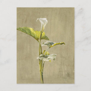 Calla Lily av Fidelia Bridges Vykort