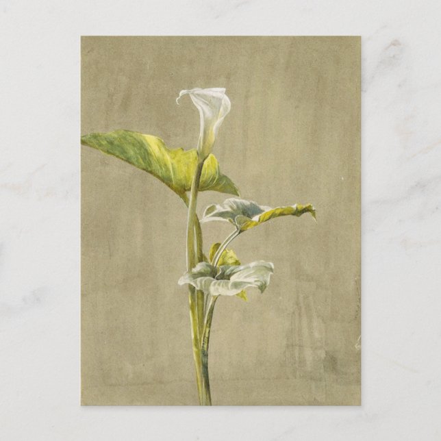 Calla Lily av Fidelia Bridges Vykort (Framsida)