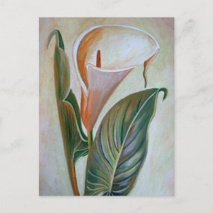 Calla Lily Beresh Botanical Art Vykort