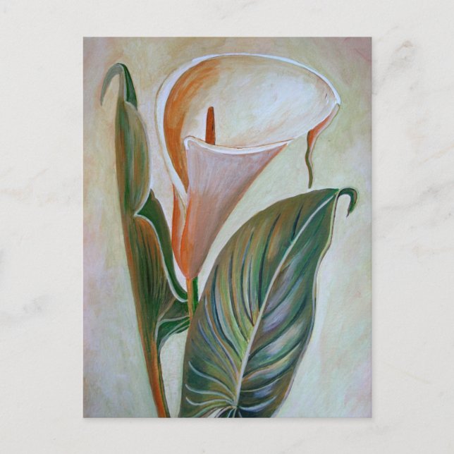 Calla Lily Beresh Botanical Art Vykort (Framsida)