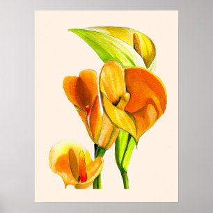 Calla lily blommar vattencolor blommigt poster