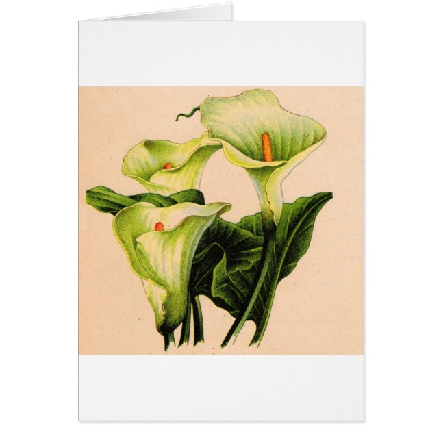 calla lily calla lilies hälsningskort (Framsidan)