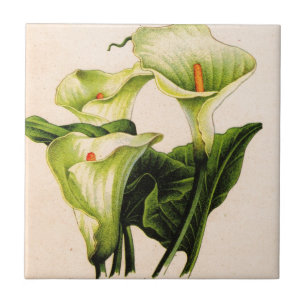 calla lily calla lilies kakelplatta