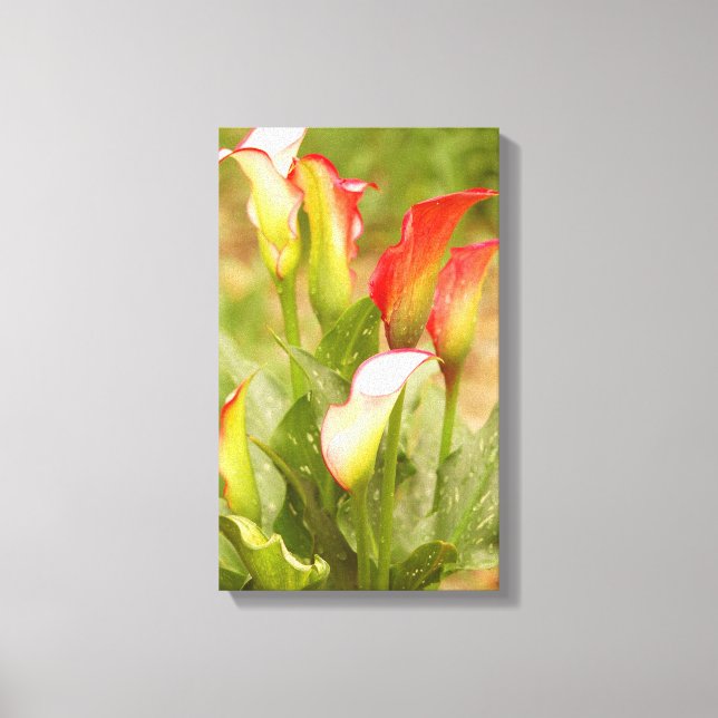 Calla Lily Canvas (Framsida)