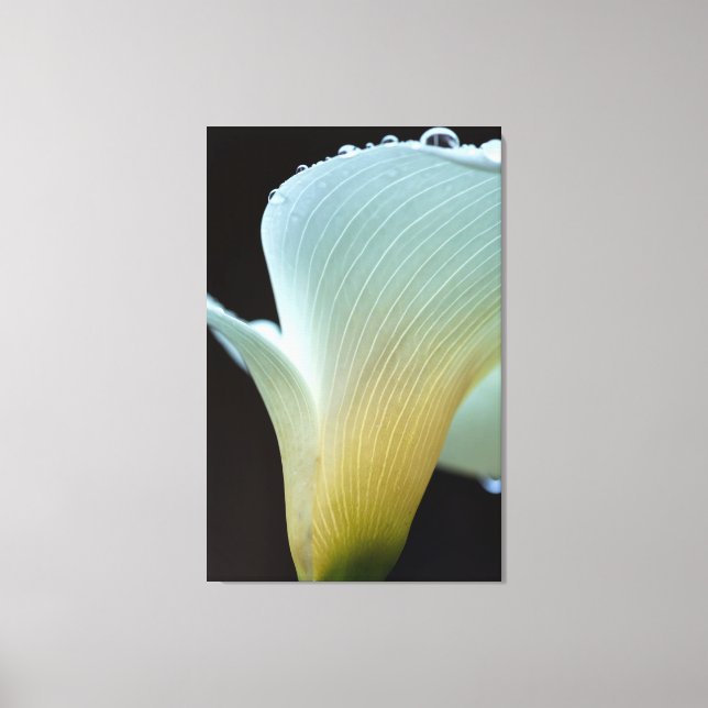 Calla Lily Canvastryck (Framsida)