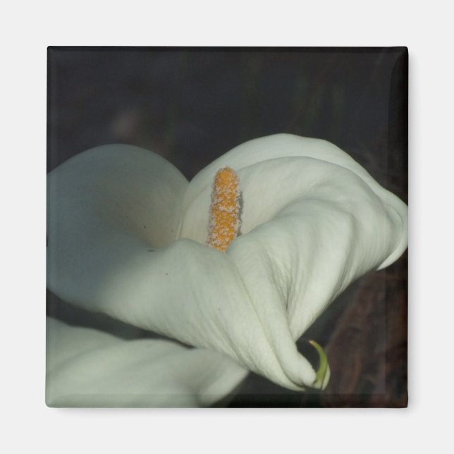 Calla Lily Dawn Magnet (Framsidan)