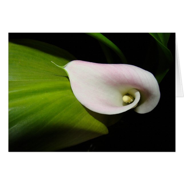 Calla Lily Flower Card OBS Kort (Framsidan Horizontal)