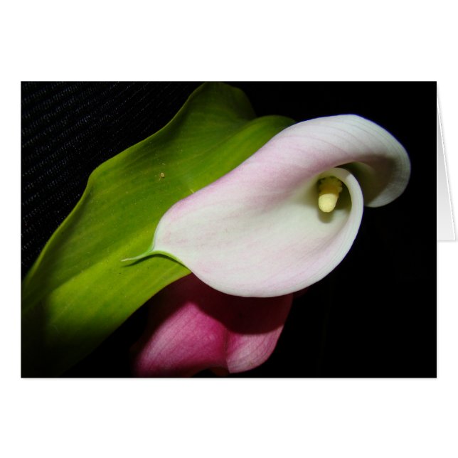 Calla Lily Flowers Card OBS Kort (Framsidan Horizontal)