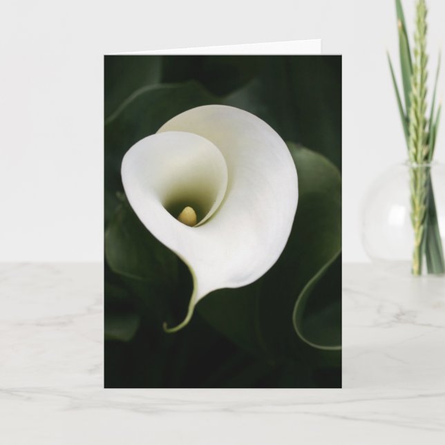 Calla Lily Greeting Card (ingen gräns) Kort (Framsida)