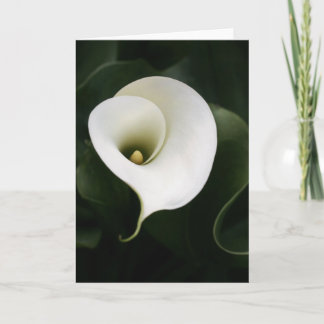 Calla Lily Greeting Card (ingen gräns) Kort
