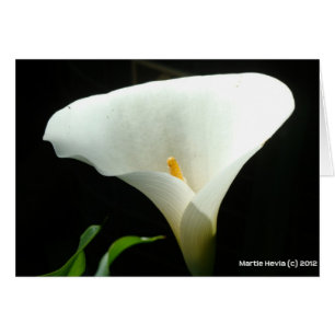 Calla Lily Hälsningskort