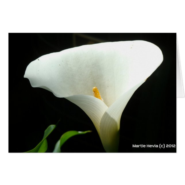 Calla Lily Hälsningskort (Framsidan Horizontal)