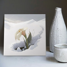 Calla Lily i berget som brinner genom Snö