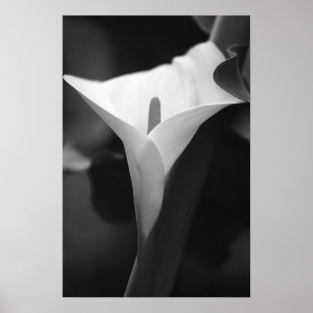Calla Lily i svartvitt Poster (Framsidan)