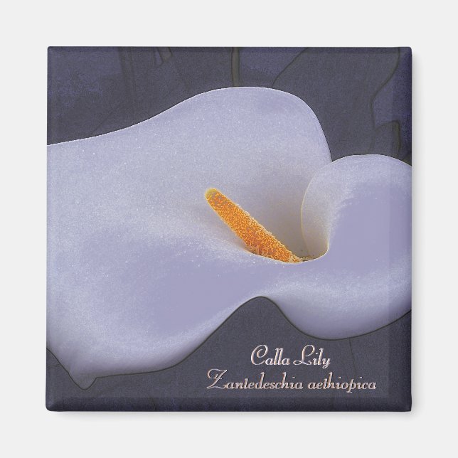 Calla Lily Illustration Fridge Magnets Magnet (Framsidan)
