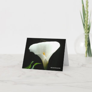 Calla Lily in Black Kort
