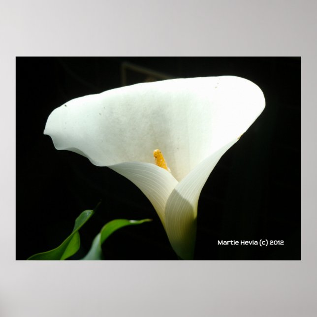 Calla Lily in Black Poster (Framsidan)