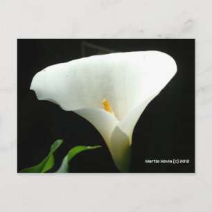 Calla Lily in Black Vykort