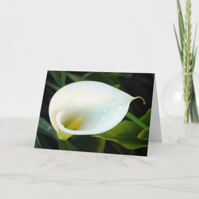 Calla Lily Kort (Framsida)