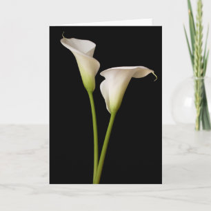 Calla Lily Kort