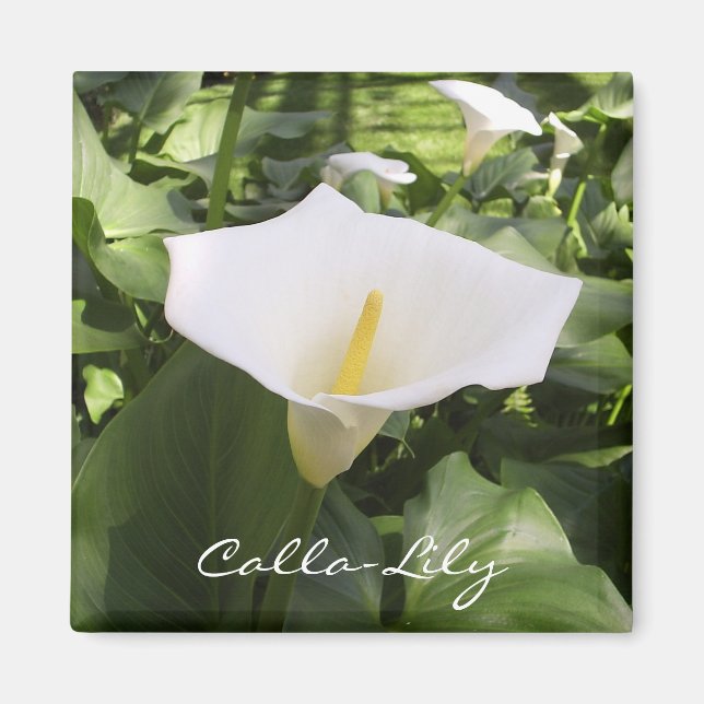 Calla-Lily Magnet (Framsidan)