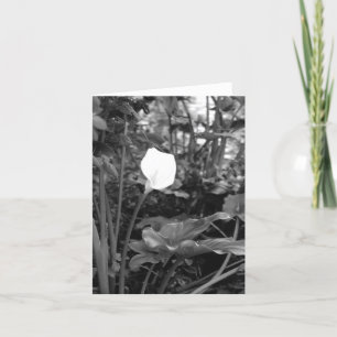 Calla Lily notecards Kort