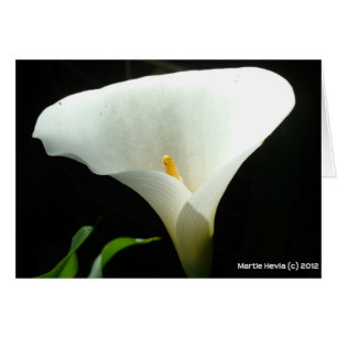 Calla Lily OBS Kort