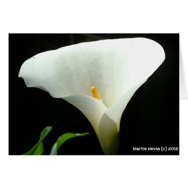 Calla Lily OBS Kort (Framsidan Horizontal)