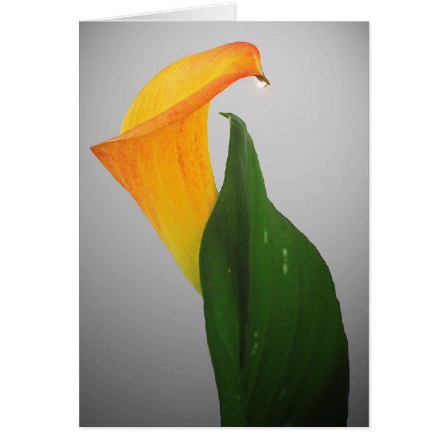 Calla Lily OBS Kort (Framsidan)