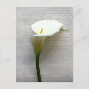 calla lily på det gamla handskriftsvykortet vykort