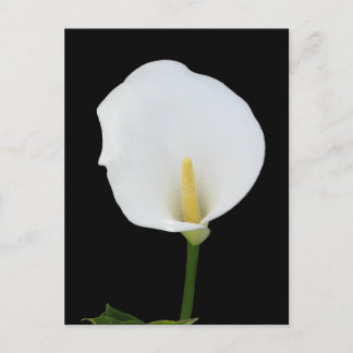 Calla Lily Postcard Vykort