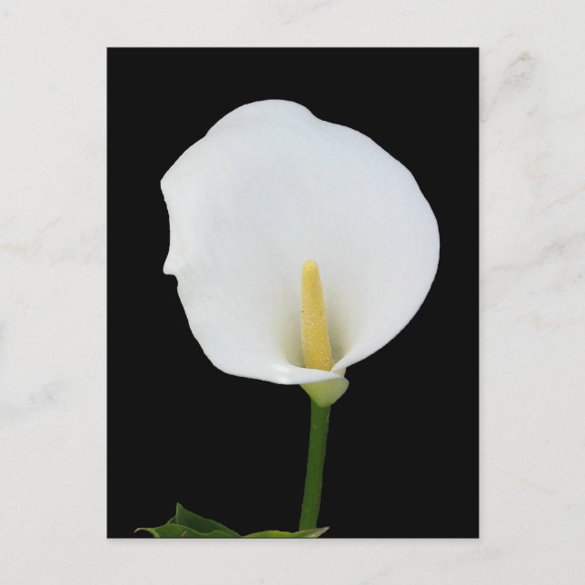 Calla Lily Postcard Vykort (Framsida)