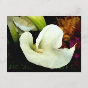 Calla Lily Postcard Vykort