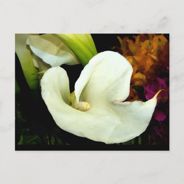 Calla Lily Postcard Vykort (Framsida)