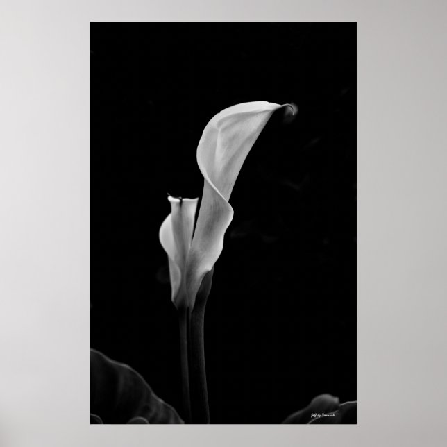 Calla Lily Poster (Framsidan)
