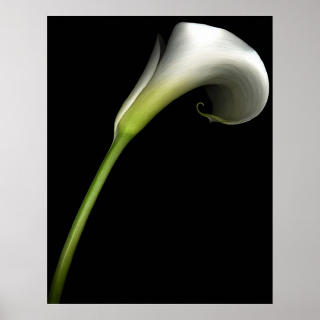 Calla Lily Poster (Framsidan)