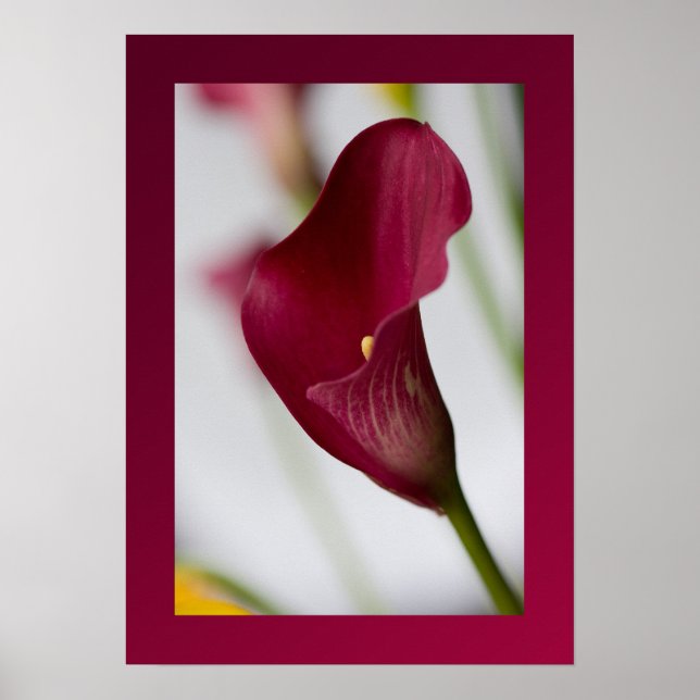 Calla lily Poster (Framsidan)
