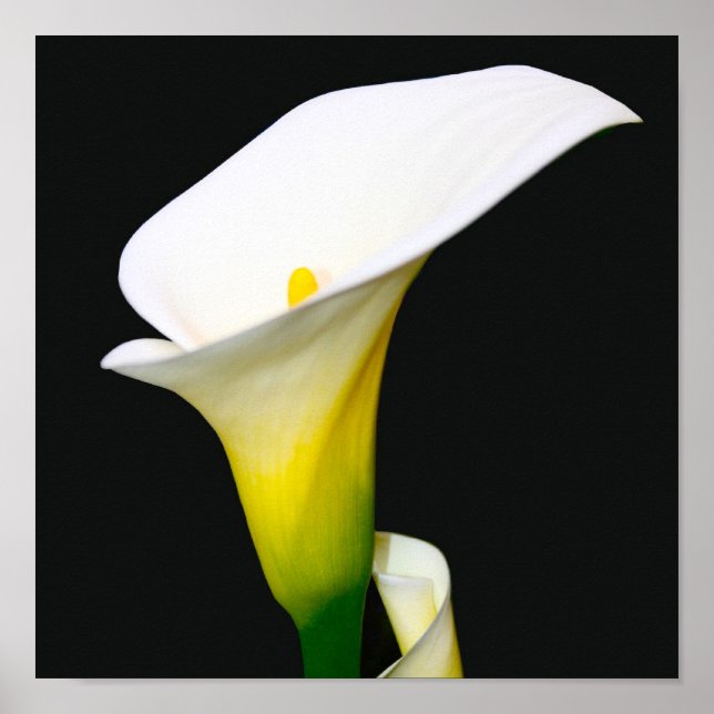 CALLA LILY POSTER (Framsidan)