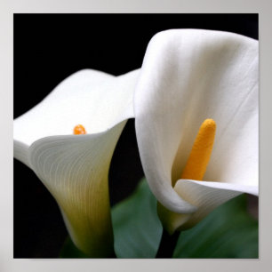 Calla Lily Poster Skriv ut
