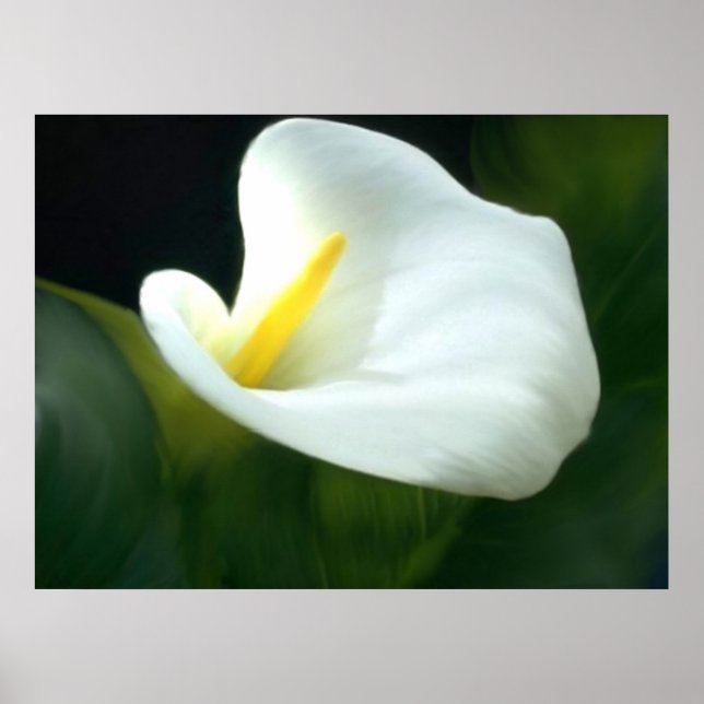 Calla Lily Print Poster (Framsidan)