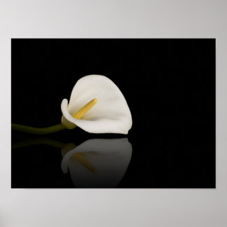 Calla lily print poster