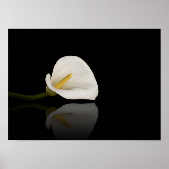 Calla lily print poster (Framsidan)